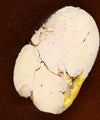 Lobe de foie gras entier